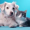 Governo Federal lança RG para cães e gatos; veja como funciona