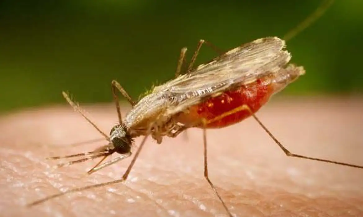 Foto: Portal Biologia/divulgação.